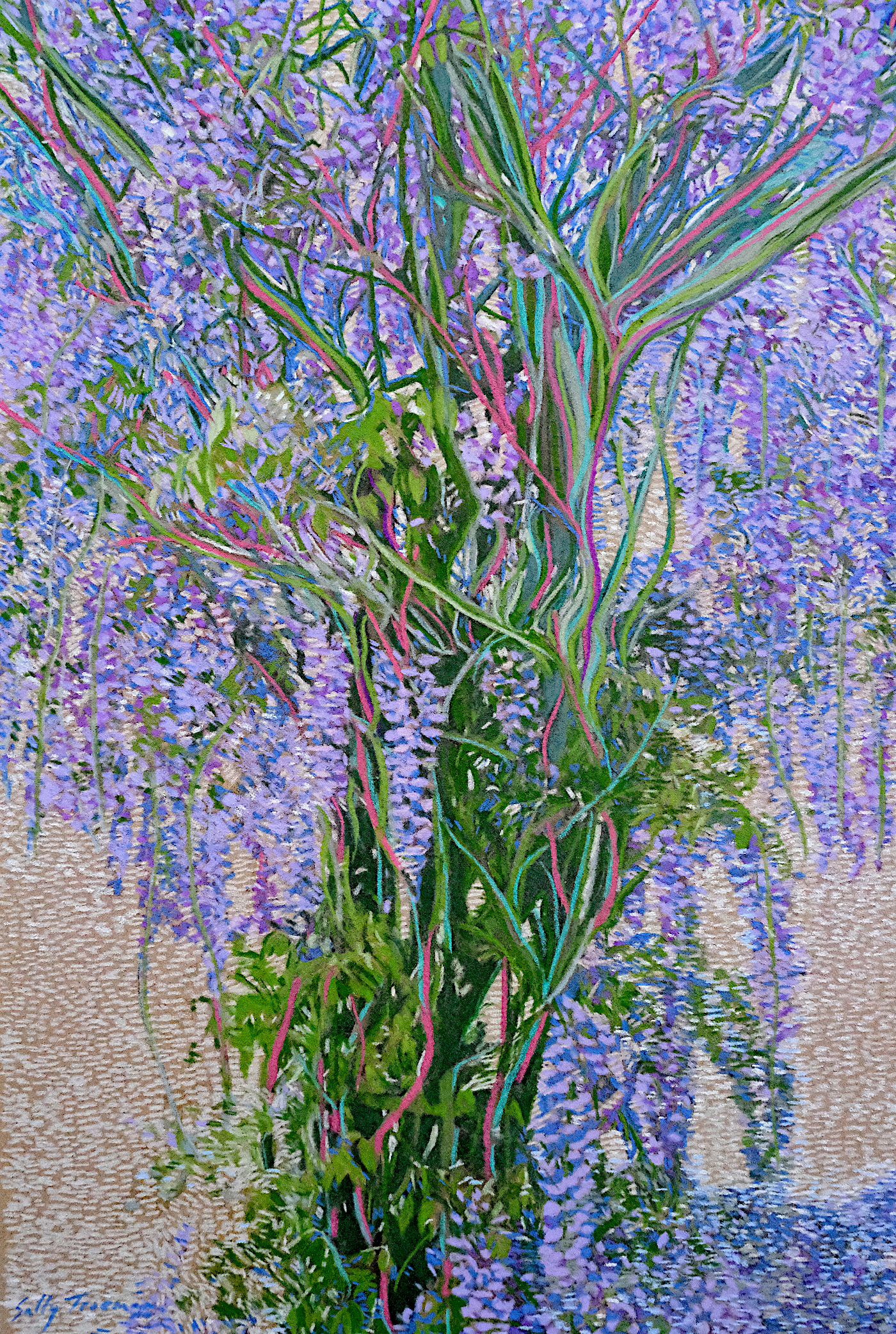 Wisteria