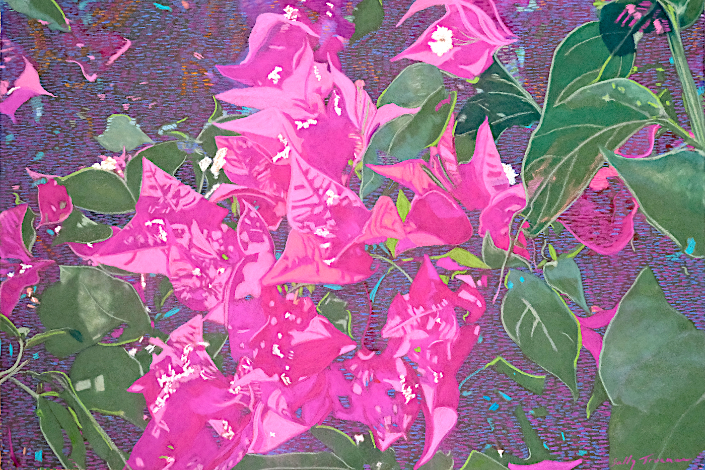 Bougainvillea Blush